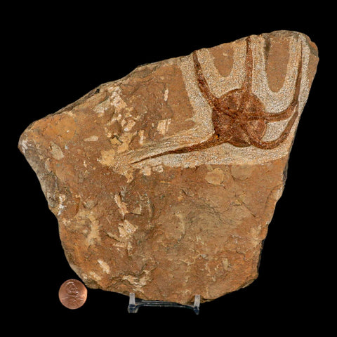 4.9" Brittle Star Ophiura Sp Starfish Fossil Ordovician Age Morocco COA & Stand - Fossil Age Minerals