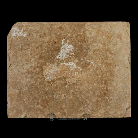 Diplomystus Dentatus And Knightia Fossil Fish Green River FM Wyoming COA, Stand - Fossil Age Minerals