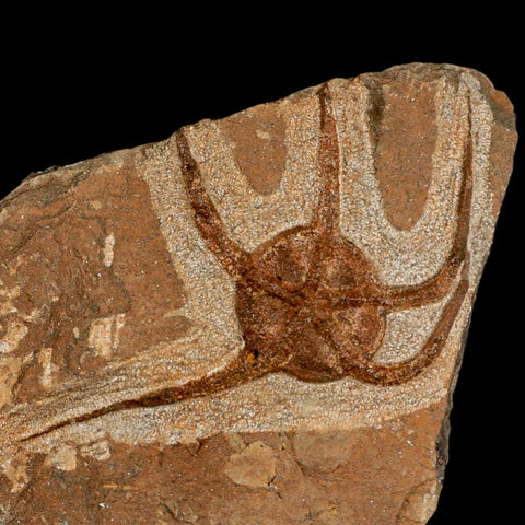 4.9" Brittle Star Ophiura Sp Starfish Fossil Ordovician Age Morocco COA & Stand - Fossil Age Minerals