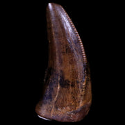 0.6" Tyrannosaur Serrated Fossil Tooth Cretaceous Dinosaur Judith River FM MT COA