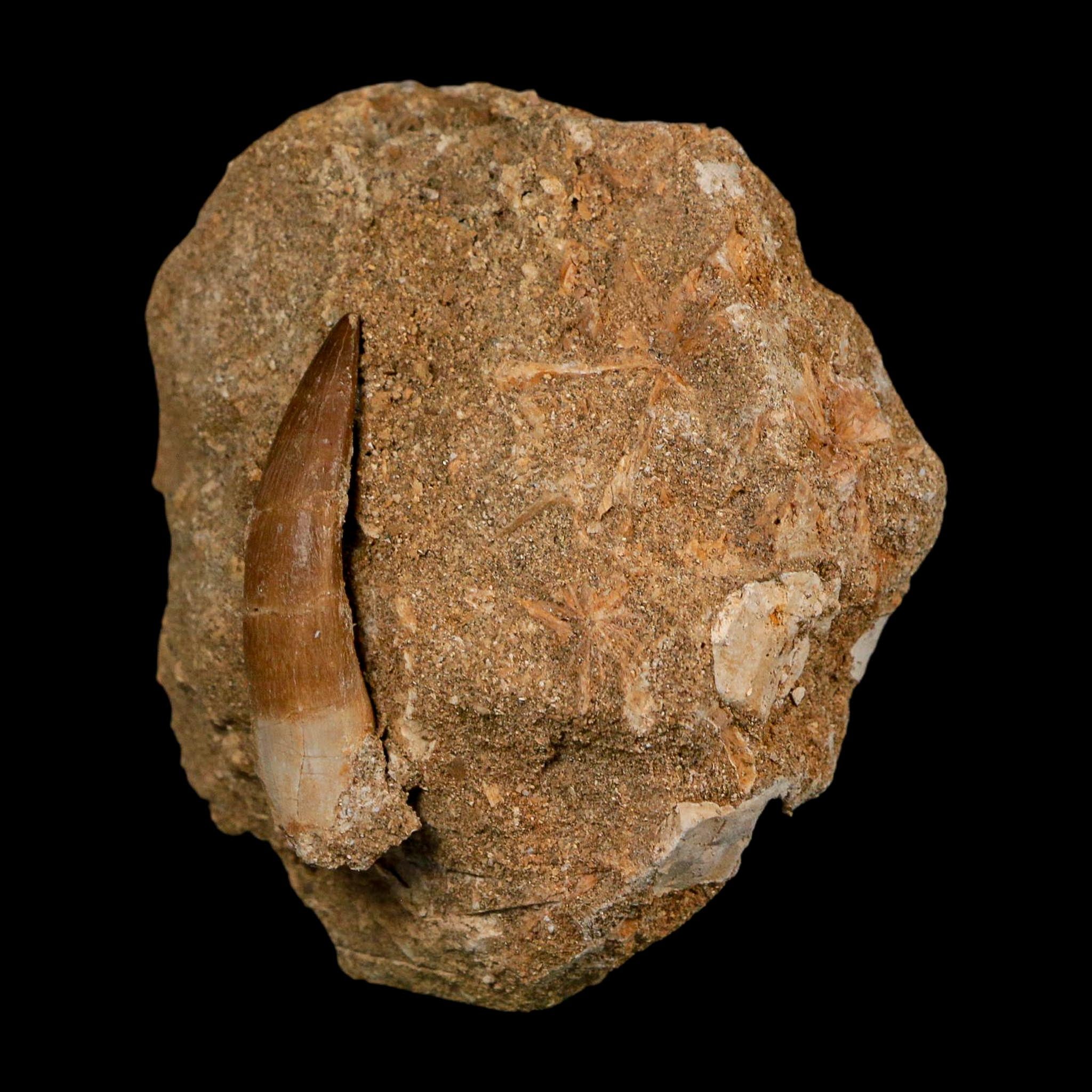 1.8" Plesiosaur Zarafasaura Tooth Fossil In Matrix Cretaceous Dinosaur Era COA