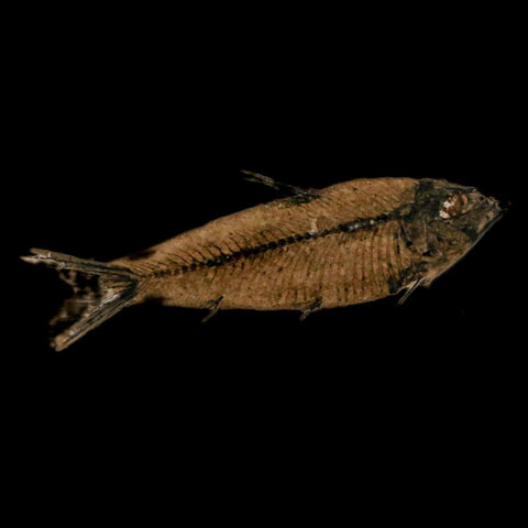 3.5" Knightia Eocaena Fossil Fish Green River FM Wyoming Eocene Age COA & Stand - Fossil Age Minerals