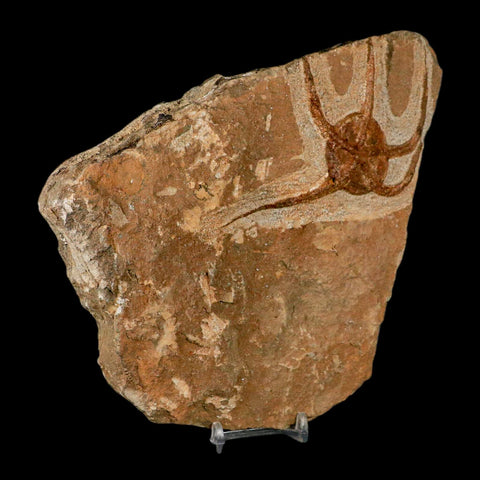 4.9" Brittle Star Ophiura Sp Starfish Fossil Ordovician Age Morocco COA & Stand - Fossil Age Minerals