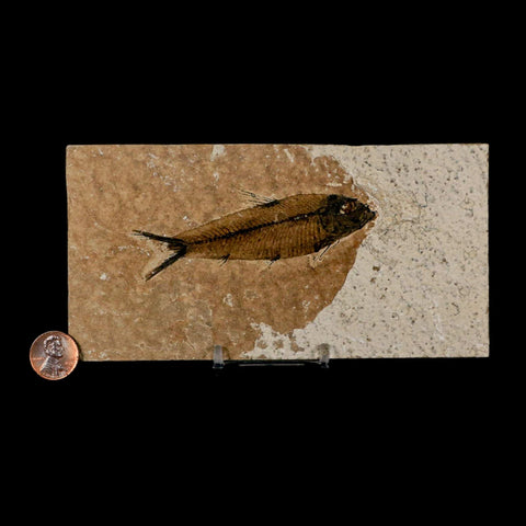 3.5" Knightia Eocaena Fossil Fish Green River FM Wyoming Eocene Age COA & Stand - Fossil Age Minerals