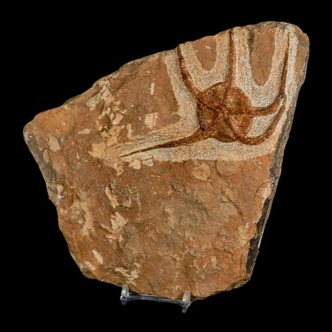 4.9" Brittle Star Ophiura Sp Starfish Fossil Ordovician Age Morocco COA & Stand - Fossil Age Minerals