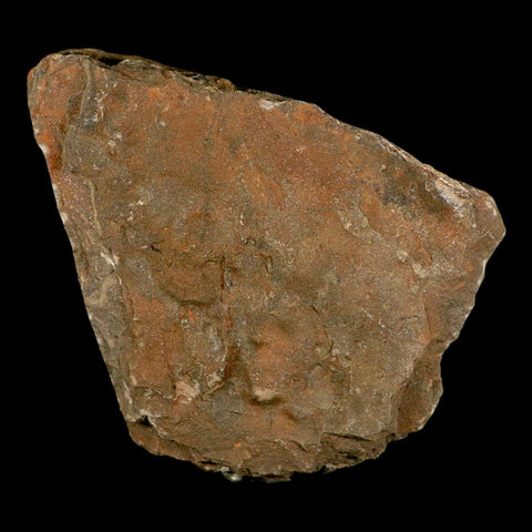 4.9" Brittle Star Ophiura Sp Starfish Fossil Ordovician Age Morocco COA & Stand - Fossil Age Minerals