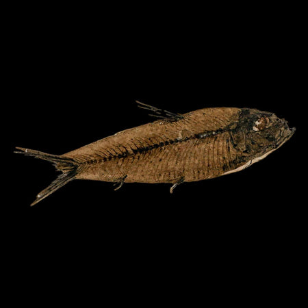 3.5" Knightia Eocaena Fossil Fish Green River FM Wyoming Eocene Age COA & Stand