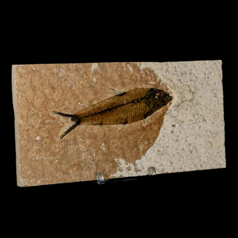 3.5" Knightia Eocaena Fossil Fish Green River FM Wyoming Eocene Age COA & Stand - Fossil Age Minerals