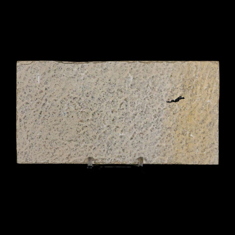 3.5" Knightia Eocaena Fossil Fish Green River FM Wyoming Eocene Age COA & Stand - Fossil Age Minerals