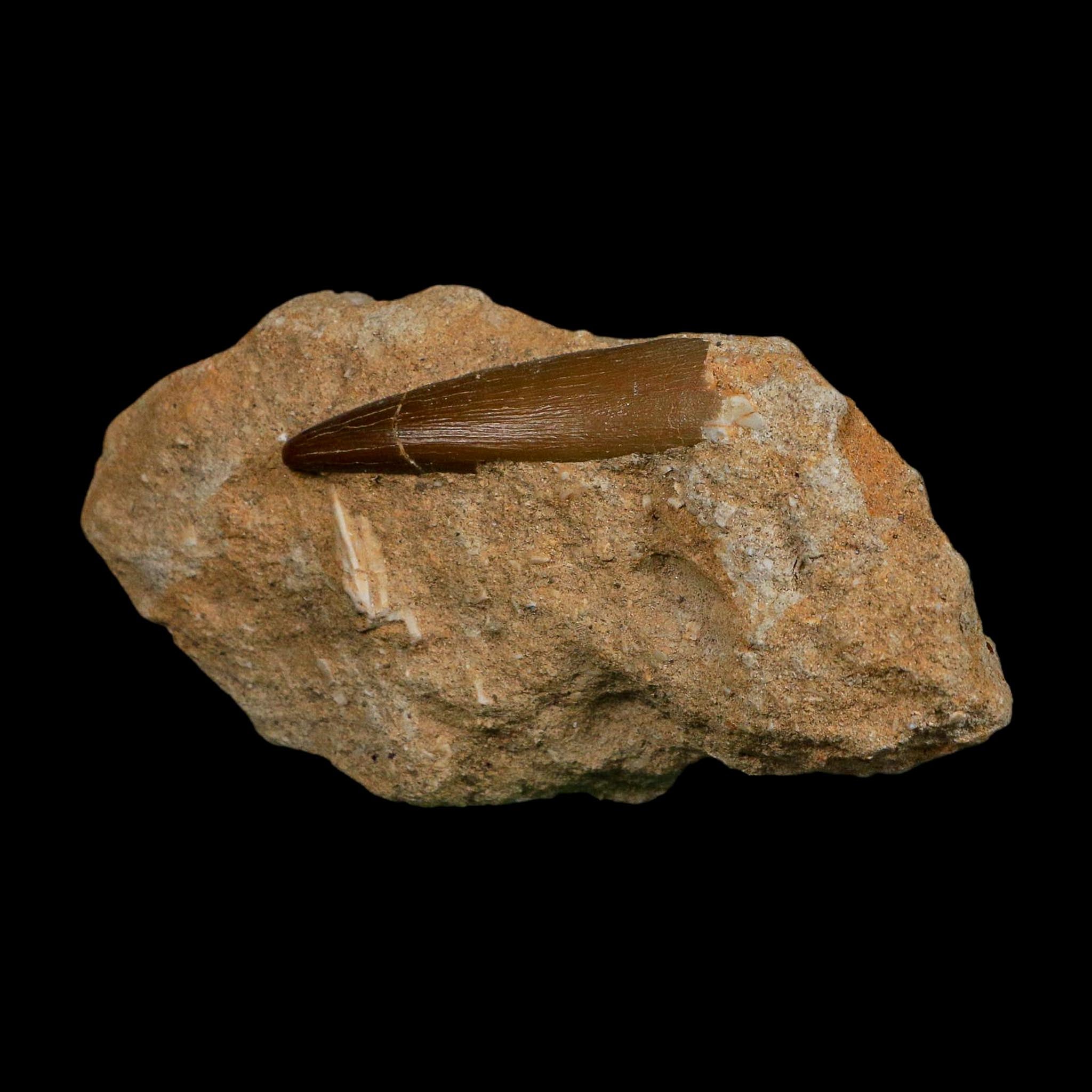 1.7" Plesiosaur Zarafasaura Tooth Fossil In Matrix Cretaceous Dinosaur Era COA