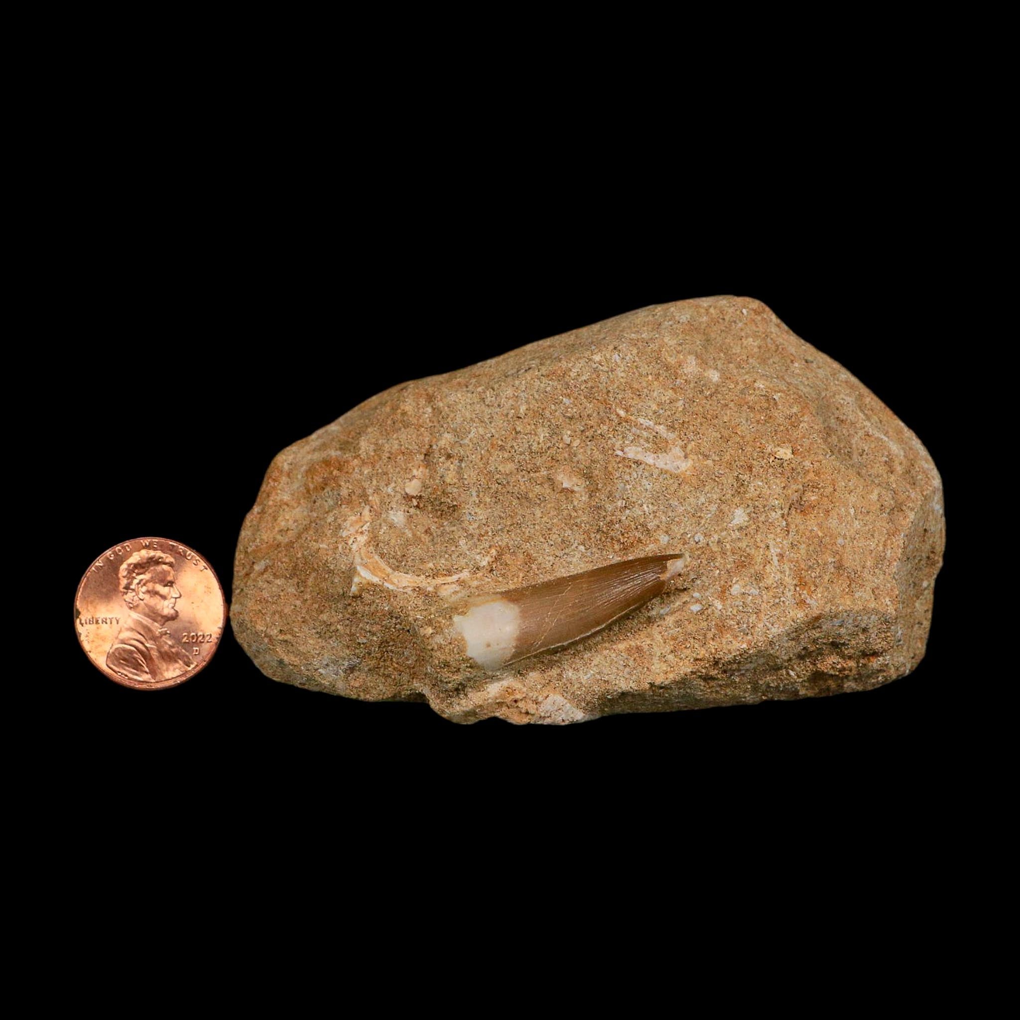 1.3" Plesiosaur Zarafasaura Tooth Fossil In Matrix Cretaceous Dinosaur Era COA