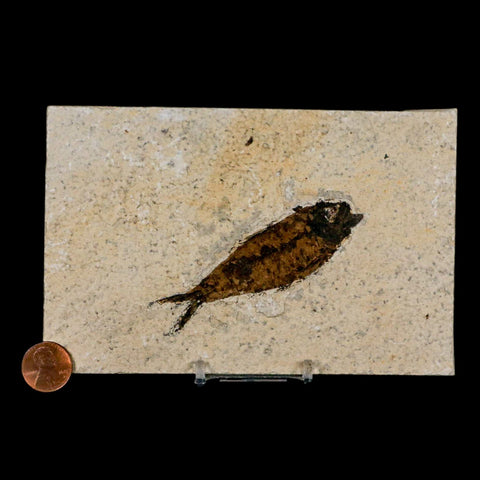 3.4" Knightia Eocaena Fossil Fish Green River FM Wyoming Eocene Age COA & Stand - Fossil Age Minerals