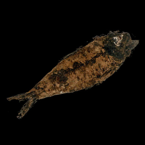 3.4" Knightia Eocaena Fossil Fish Green River FM Wyoming Eocene Age COA & Stand - Fossil Age Minerals