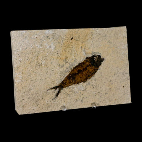 3.4" Knightia Eocaena Fossil Fish Green River FM Wyoming Eocene Age COA & Stand - Fossil Age Minerals