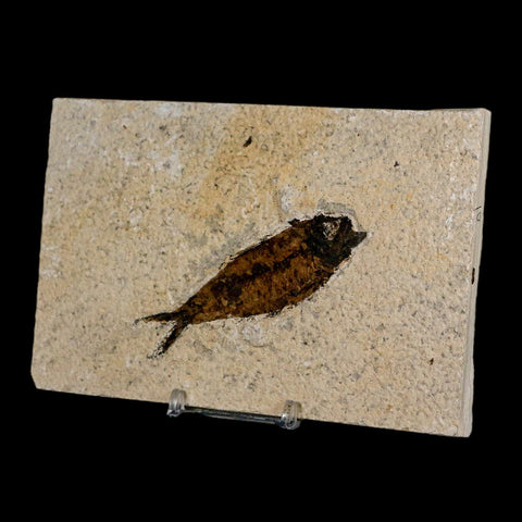 3.4" Knightia Eocaena Fossil Fish Green River FM Wyoming Eocene Age COA & Stand - Fossil Age Minerals