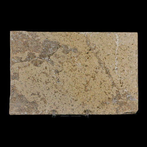 3.4" Knightia Eocaena Fossil Fish Green River FM Wyoming Eocene Age COA & Stand - Fossil Age Minerals