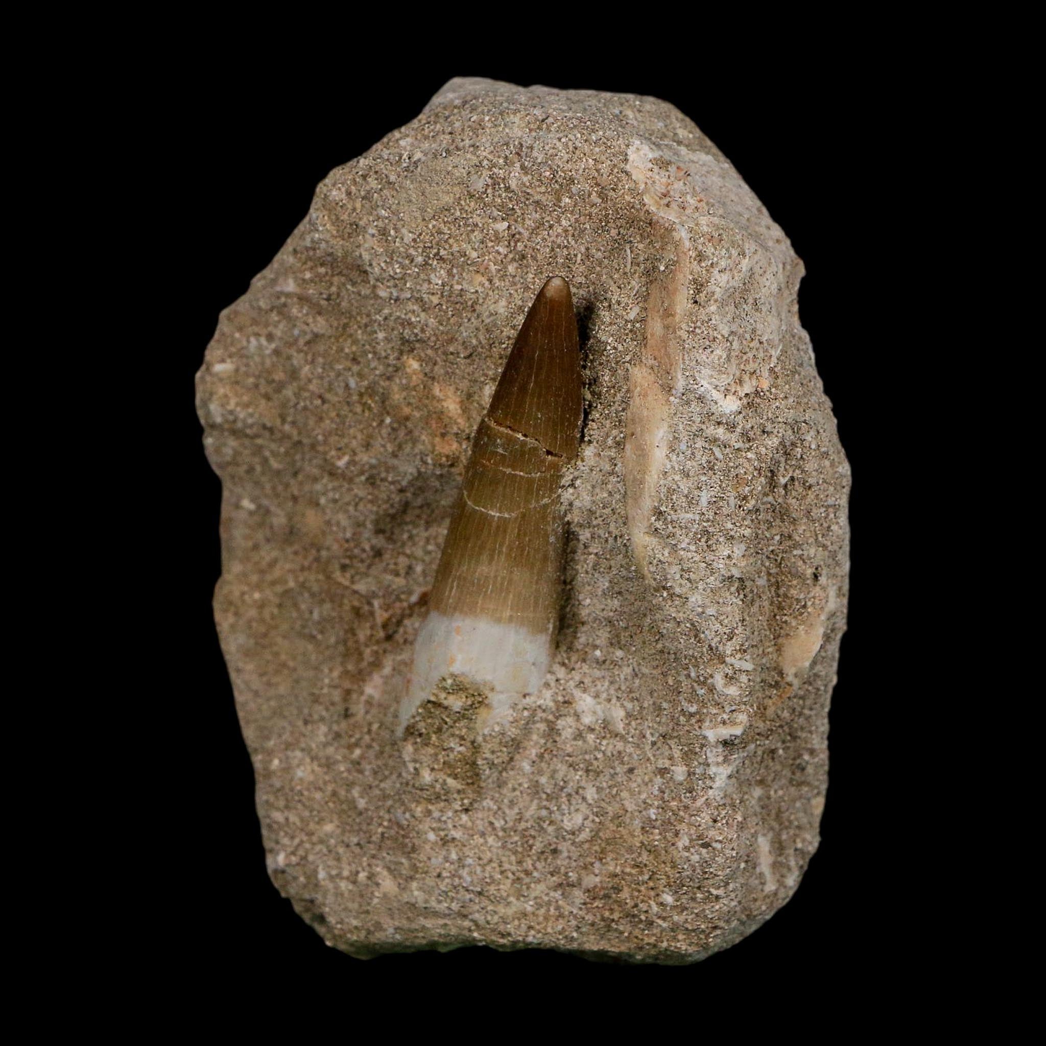 1.9" Plesiosaur Zarafasaura Tooth Fossil In Matrix Cretaceous Dinosaur Era COA