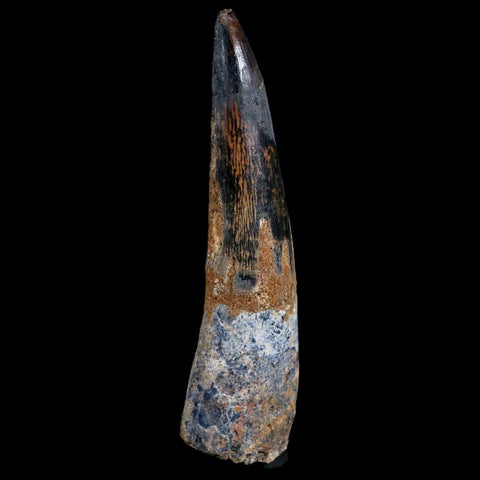XXL 4.2" Spinosaurus Fossil Tooth 100 Mil Yrs Old Cretaceous Dinosaur COA & Stand - Fossil Age Minerals
