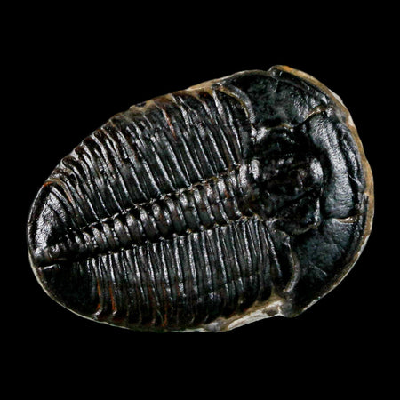 1.1" Elrathia Kingi Trilobite Fossil Utah Cambrian Age 521 Million Years Old COA