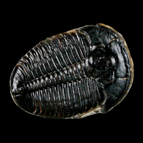 1.1" Elrathia Kingi Trilobite Fossil Utah Cambrian Age 521 Million Years Old COA - Fossil Age Minerals
