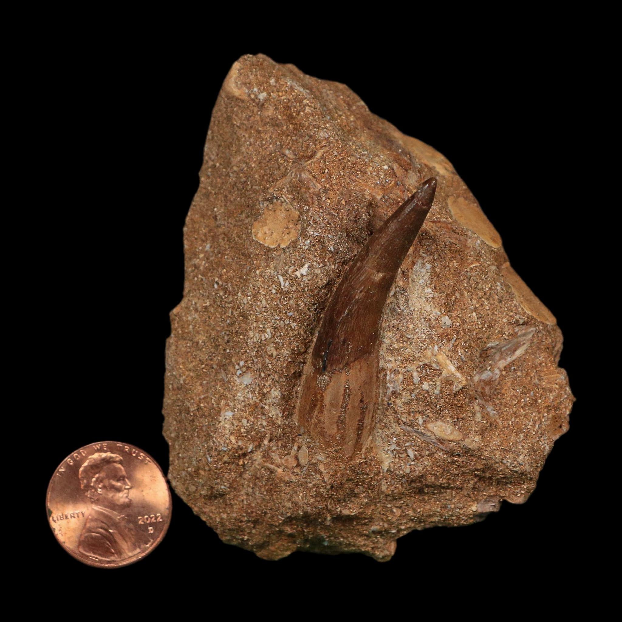 1.7" Plesiosaur Zarafasaura Tooth Fossil In Matrix Cretaceous Dinosaur Era COA