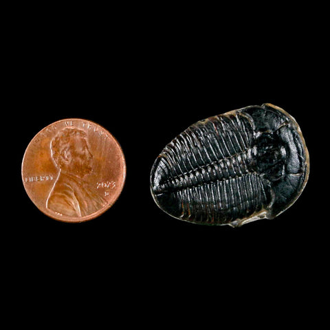 1.1" Elrathia Kingi Trilobite Fossil Utah Cambrian Age 521 Million Years Old COA - Fossil Age Minerals