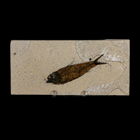 3.4" Knightia Eocaena Fossil Fish Green River FM Wyoming Eocene Age COA & Stand - Fossil Age Minerals