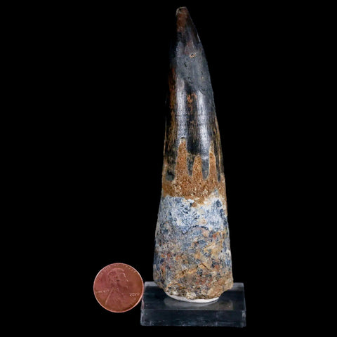 XXL 4.2" Spinosaurus Fossil Tooth 100 Mil Yrs Old Cretaceous Dinosaur COA & Stand - Fossil Age Minerals