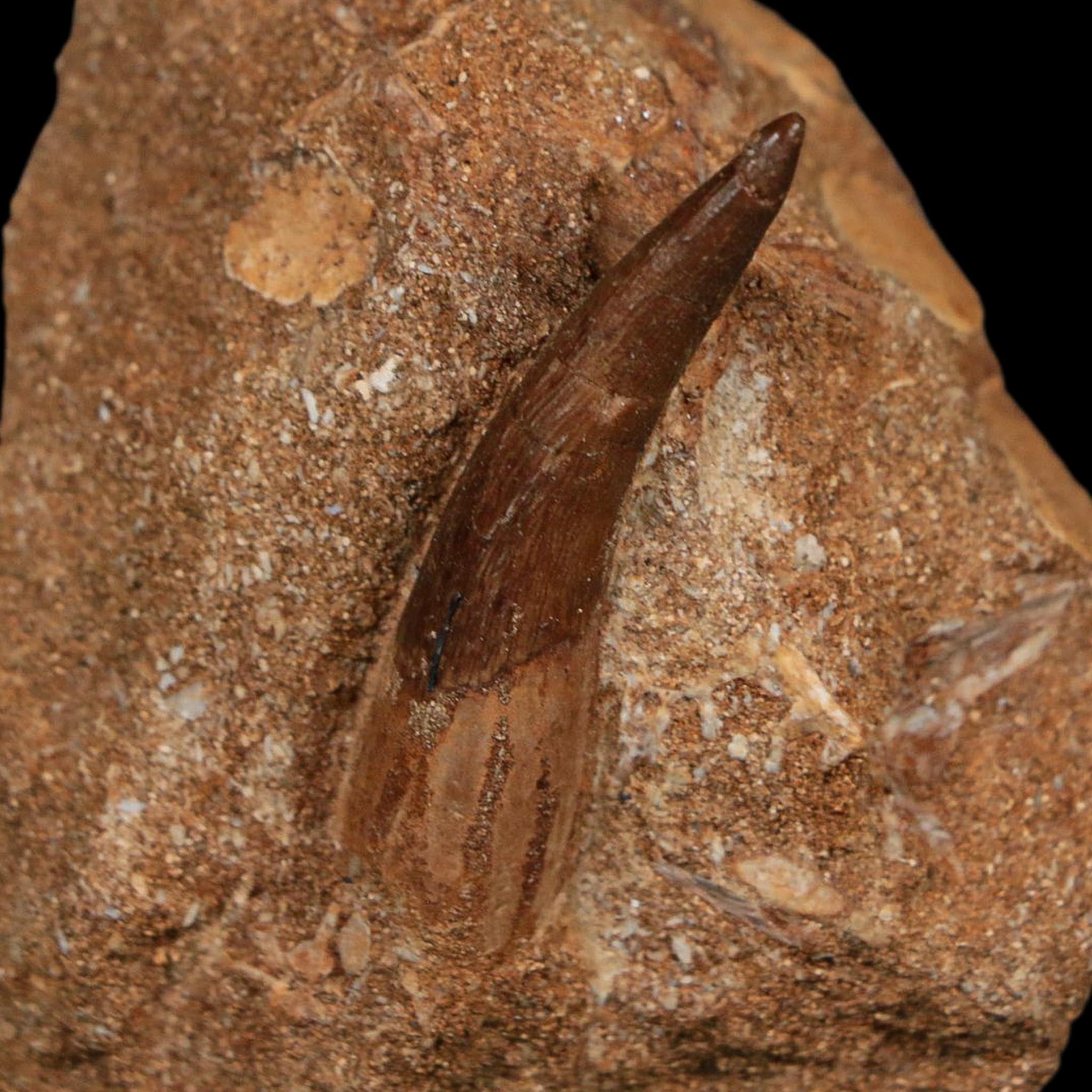1.7" Plesiosaur Zarafasaura Tooth Fossil In Matrix Cretaceous Dinosaur Era COA