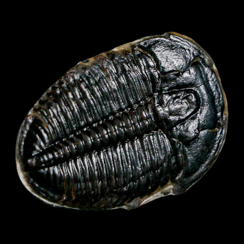 1.1" Elrathia Kingi Trilobite Fossil Utah Cambrian Age 521 Million Years Old COA - Fossil Age Minerals