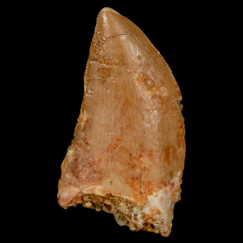 1.4" Carcharodontosaurus Fossil Tooth Cretaceous Dinosaur Morocco COA, Display - Fossil Age Minerals