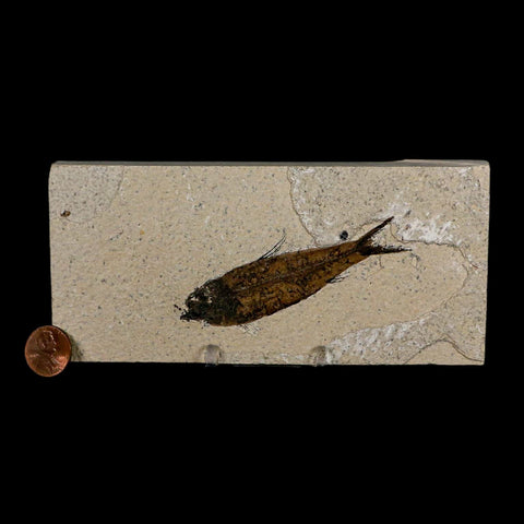 3.4" Knightia Eocaena Fossil Fish Green River FM Wyoming Eocene Age COA & Stand - Fossil Age Minerals