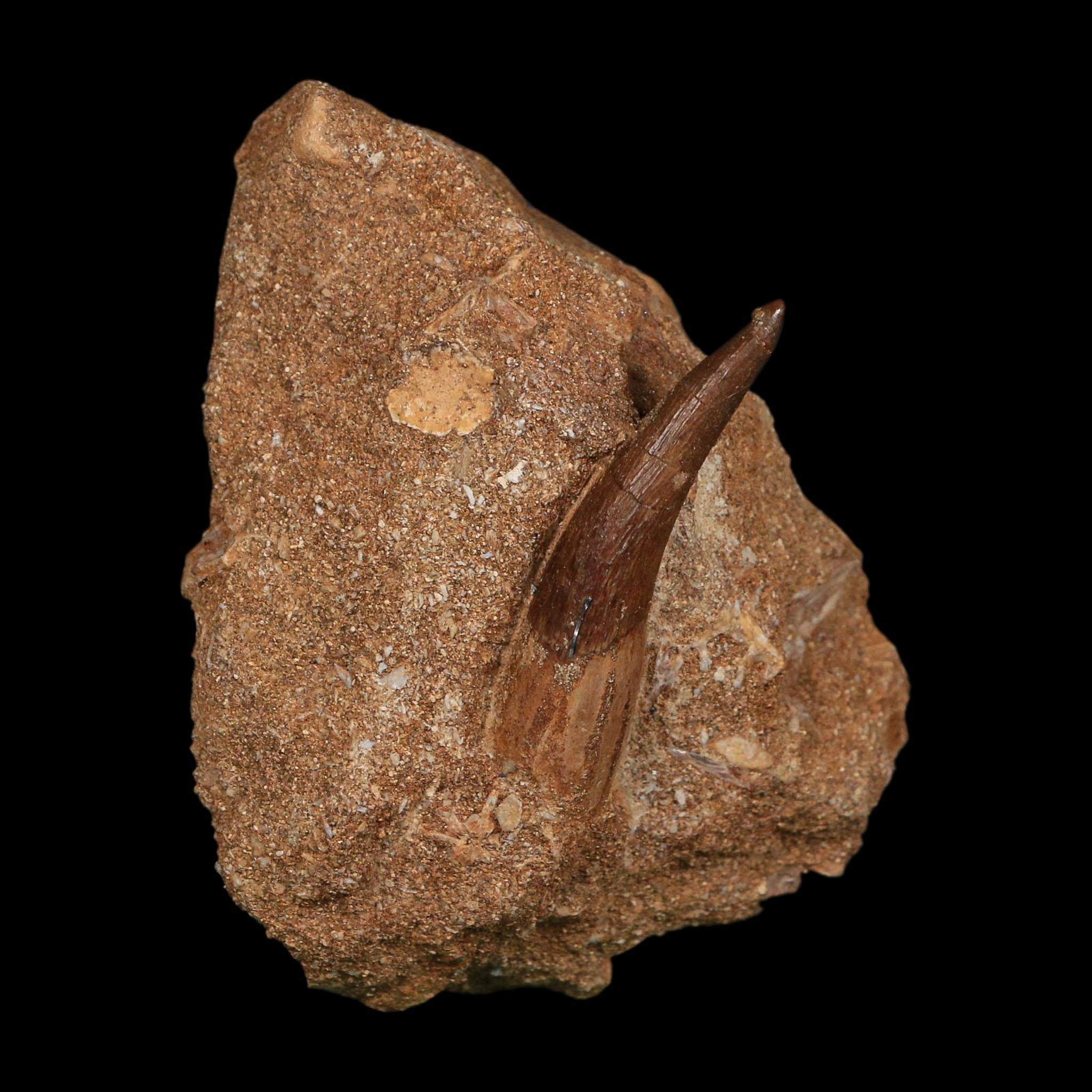 1.7" Plesiosaur Zarafasaura Tooth Fossil In Matrix Cretaceous Dinosaur Era COA