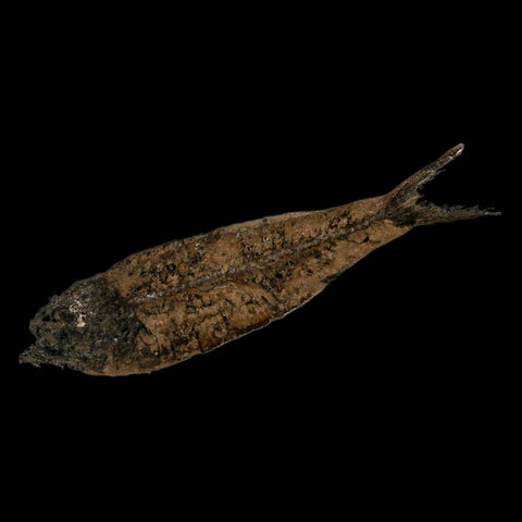 3.4" Knightia Eocaena Fossil Fish Green River FM Wyoming Eocene Age COA & Stand - Fossil Age Minerals