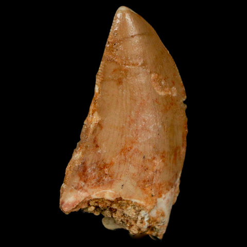 1.4" Carcharodontosaurus Fossil Tooth Cretaceous Dinosaur Morocco COA, Display - Fossil Age Minerals