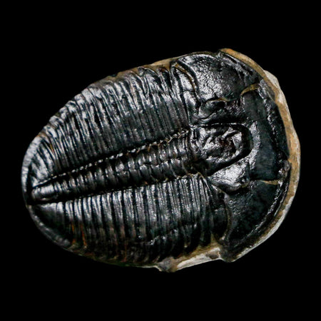 1.1" Elrathia Kingi Trilobite Fossil Utah Cambrian Age 521 Million Years Old COA
