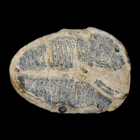 1.1" Elrathia Kingi Trilobite Fossil Utah Cambrian Age 521 Million Years Old COA - Fossil Age Minerals