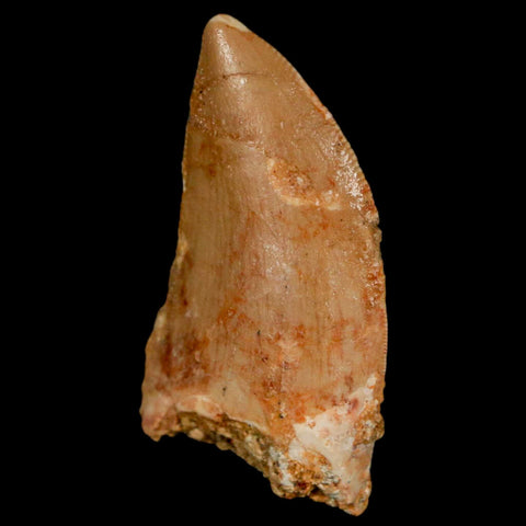 1.4" Carcharodontosaurus Fossil Tooth Cretaceous Dinosaur Morocco COA, Display - Fossil Age Minerals