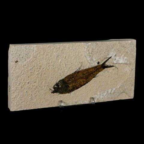 3.4" Knightia Eocaena Fossil Fish Green River FM Wyoming Eocene Age COA & Stand - Fossil Age Minerals