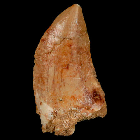 1.4" Carcharodontosaurus Fossil Tooth Cretaceous Dinosaur Morocco COA, Display