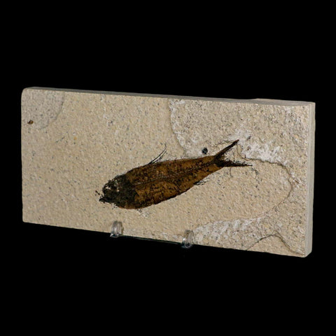 3.4" Knightia Eocaena Fossil Fish Green River FM Wyoming Eocene Age COA & Stand - Fossil Age Minerals