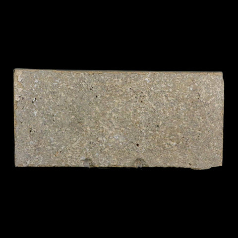 3.4" Knightia Eocaena Fossil Fish Green River FM Wyoming Eocene Age COA & Stand - Fossil Age Minerals