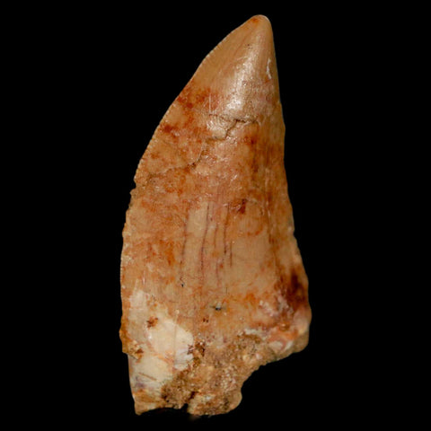1.4" Carcharodontosaurus Fossil Tooth Cretaceous Dinosaur Morocco COA, Display - Fossil Age Minerals