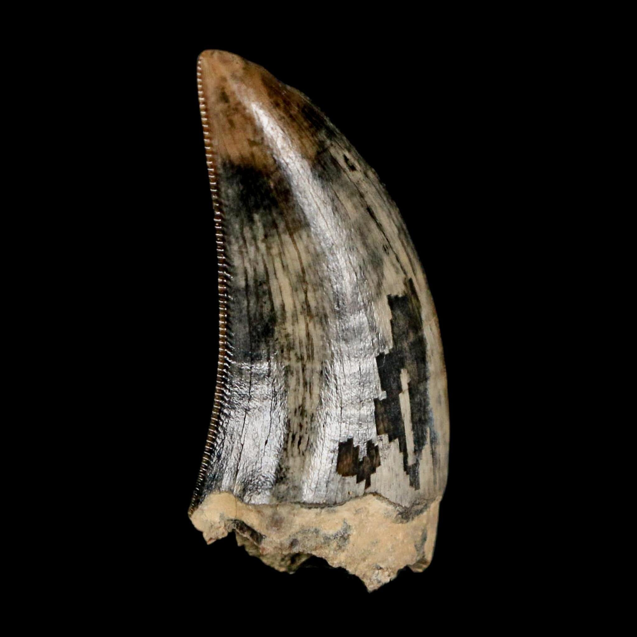 1.2" Tyrannosaur Serrated Fossil Tooth Cretaceous Dinosaur Judith River FM MT COA - Fossil Age Minerals