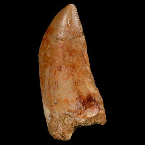 1.4" Carcharodontosaurus Fossil Tooth Cretaceous Dinosaur Morocco COA, Display - Fossil Age Minerals
