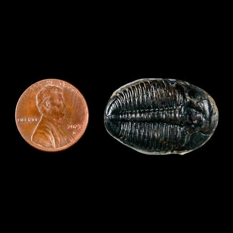 1.1" Elrathia Kingi Trilobite Fossil Utah Cambrian Age 521 Million Years Old COA - Fossil Age Minerals