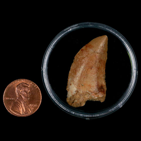 1.4" Carcharodontosaurus Fossil Tooth Cretaceous Dinosaur Morocco COA, Display - Fossil Age Minerals