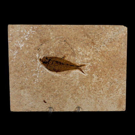 2.6" Diplomystus Dentatus Fossil Fish Green River FM WY Eocene Age COA, Stand