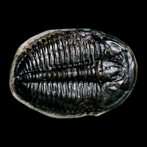 1.1" Elrathia Kingi Trilobite Fossil Utah Cambrian Age 521 Million Years Old COA - Fossil Age Minerals