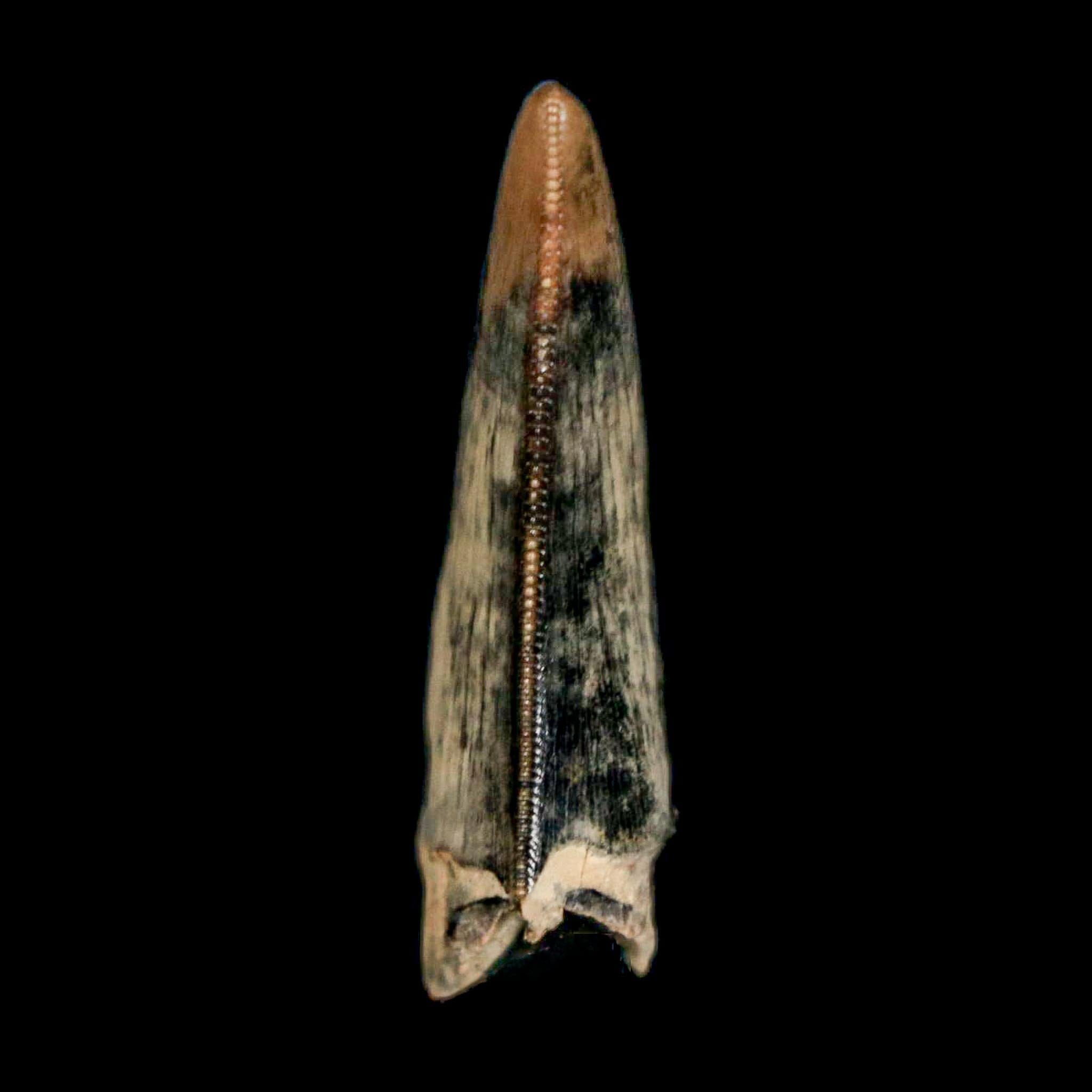 1.2" Tyrannosaur Serrated Fossil Tooth Cretaceous Dinosaur Judith River FM MT COA - Fossil Age Minerals